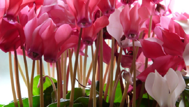 10 Piante autunnali da balcone