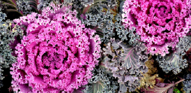 10 Piante autunnali da balcone