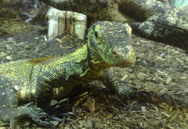 varano o drago komodo