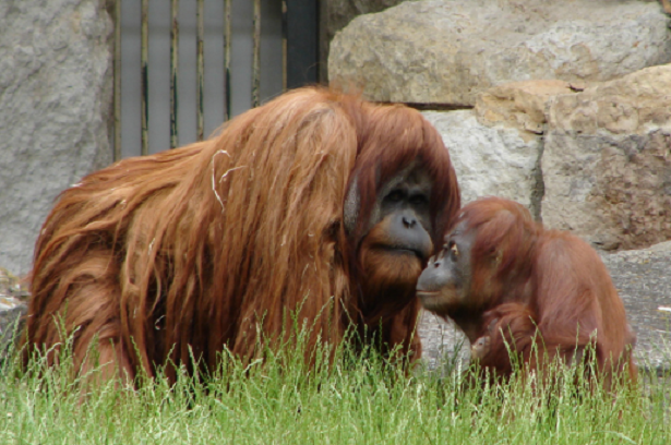 Allattamento nel mondo animale Allattamento nel mondo animale