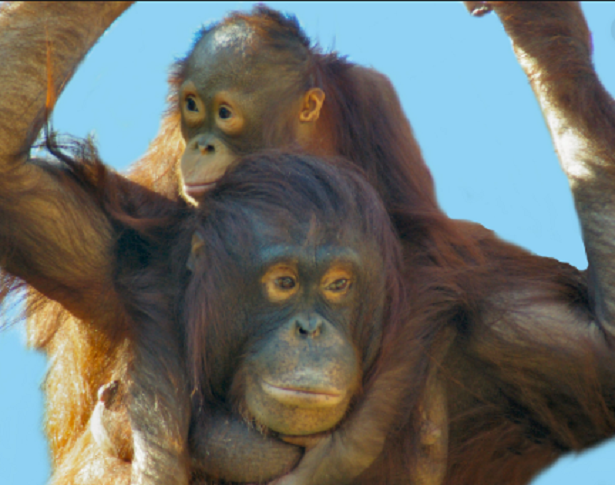 Allattamento nel mondo animale Allattamento nel mondo animale