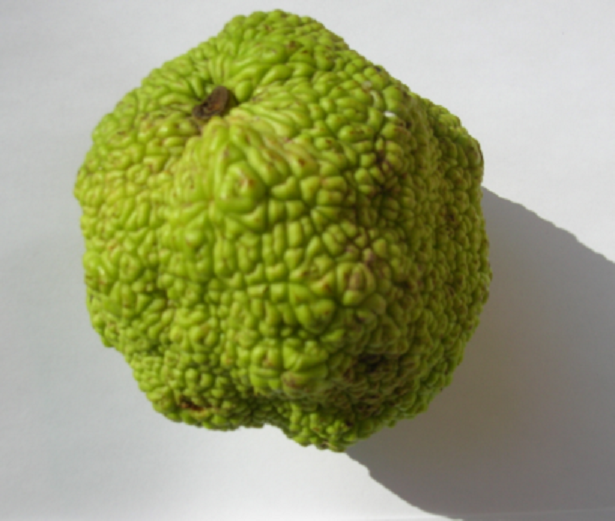 Annona cherimola e Annona squamosa