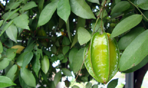 Averrhoa Carambola