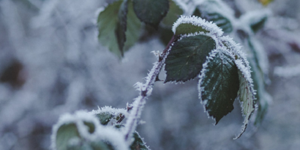 Come proteggere le piante dal freddo Come proteggere le piante dal freddo