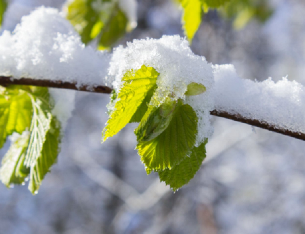 Come proteggere le piante dal freddo Come proteggere le piante dal freddo