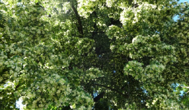 Erbe che aiutano a dormire