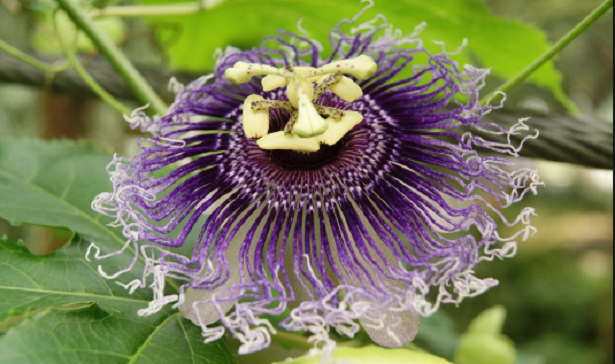 Erbe che aiutano a dormire