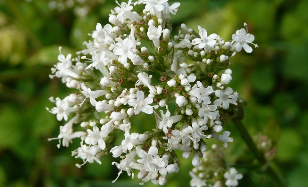 Valeriana