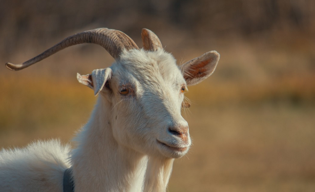 Ricette con formaggio di capra