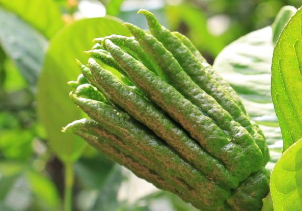 Limone mano di Buddha