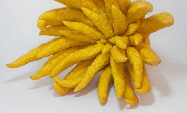 Limone mano di Buddha