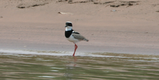 Pavoncella Pavoncella