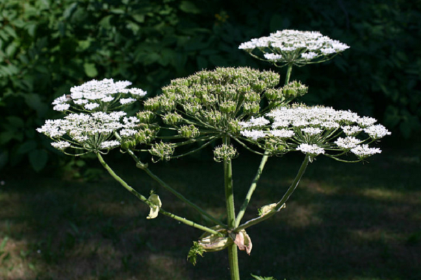 Piante che provocano ustioni