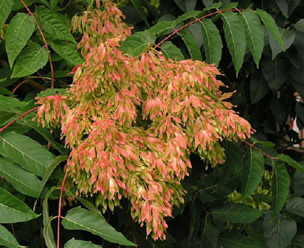 Piante che provocano ustioni