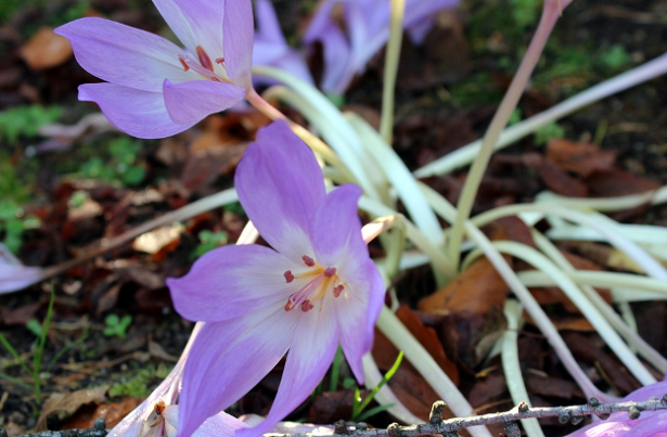 Piante che provocano ustioni