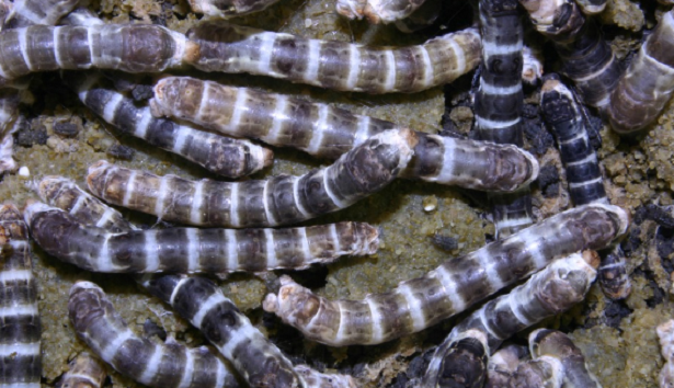 Come allevare bachi da seta