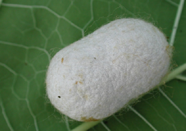 Come allevare bachi da seta