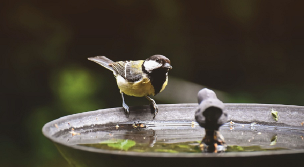 Come costruire un Birdgarden