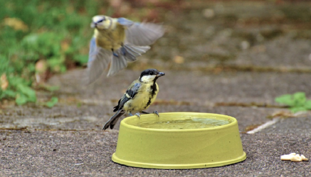Come costruire un Birdgarden