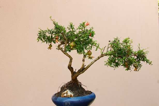 bonsai-da-frutto