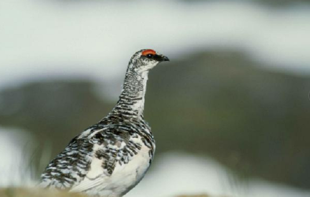 Pernice bianca Pernice bianca