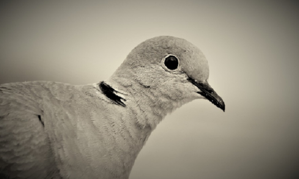 Tortora selvatica comune e orientale