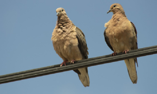 Tortora selvatica comune e orientale