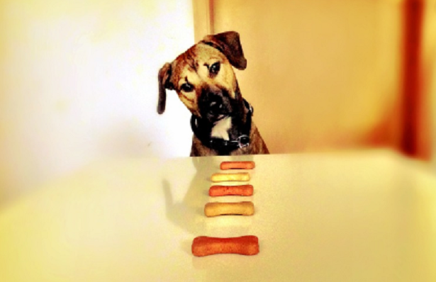 Come cambiare alimentazione ai cani