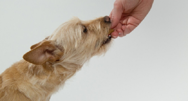 Cane imboccato dal padrone