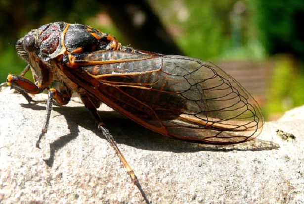Cosa fanno gli insetti in inverno Cosa fanno gli insetti in inverno