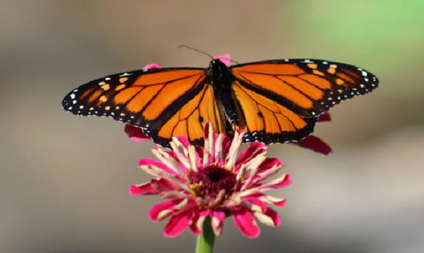 Cosa fanno gli insetti in inverno Cosa fanno gli insetti in inverno