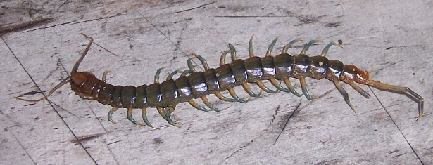 Scolopendra