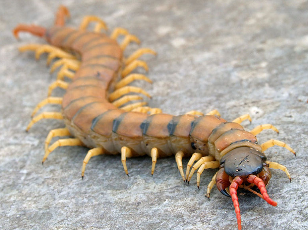 Scolopendra