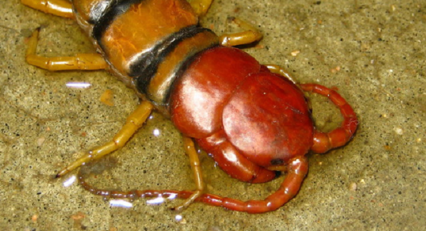 Scolopendra