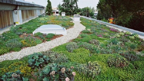 Tetti verdi in città