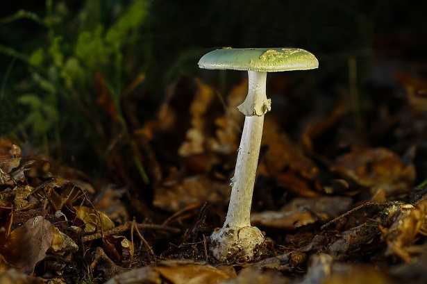 Amanita falloide