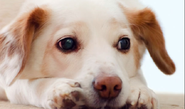 Soffio al cuore nel cane Soffio al cuore nel cane