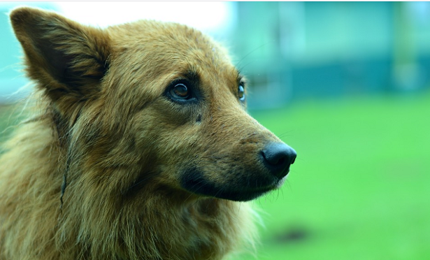 Soffio al cuore nel cane Soffio al cuore nel cane
