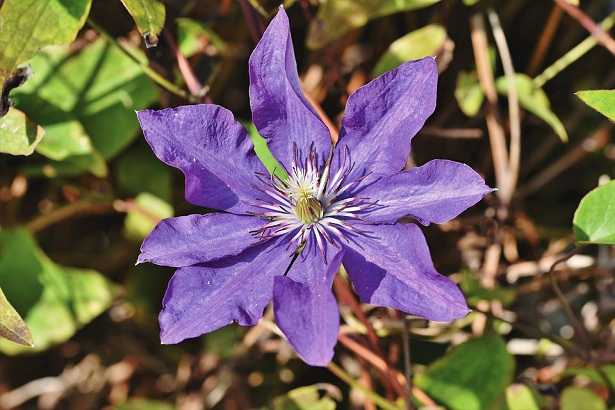 clematis