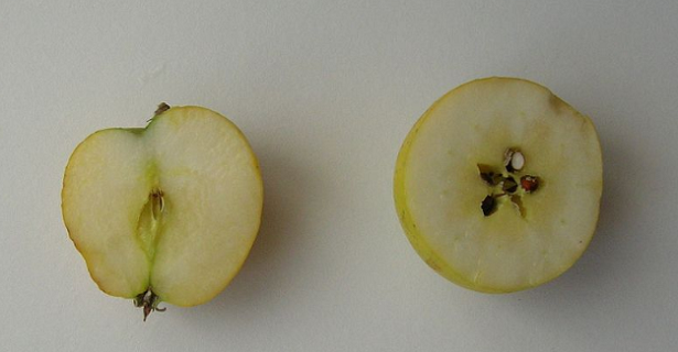 Come si fa una composta alla mela Come si fa una composta alla mela