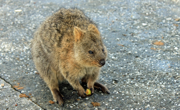 quokka 