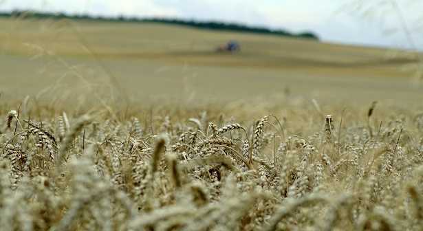 Triticale da foraggio