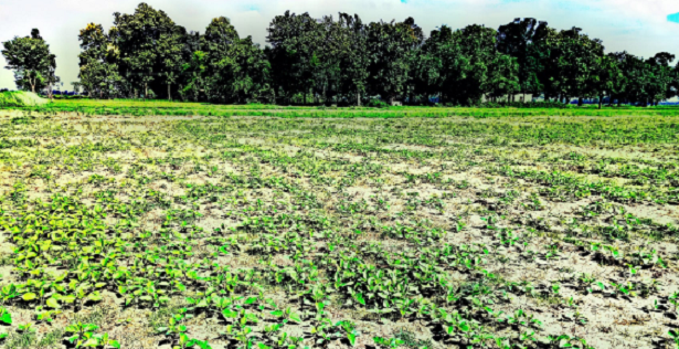 Come coltivare il sesamo