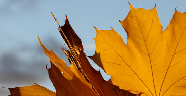 Come conservare le foglie degli alberi