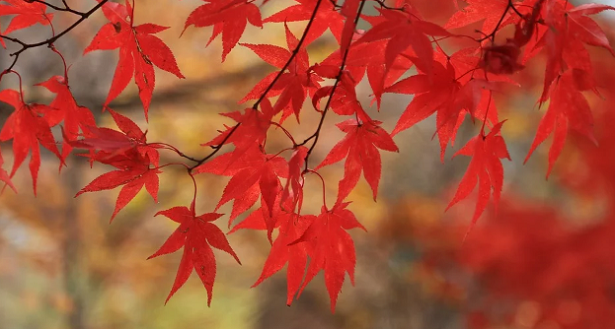 Come conservare le foglie degli alberi