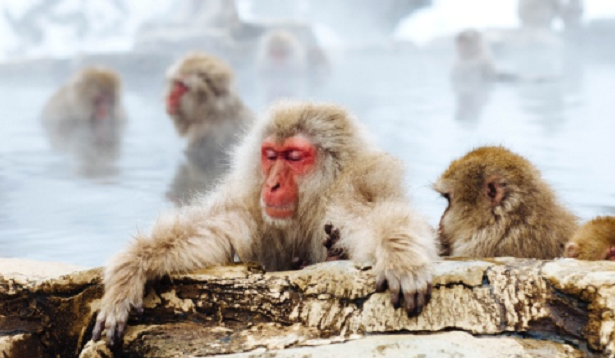 Quali animali sono vietati in Italia