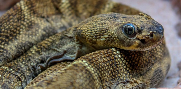 Quali animali sono vietati in Italia Quali animali sono vietati in Italia