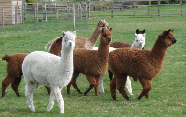 alpaca