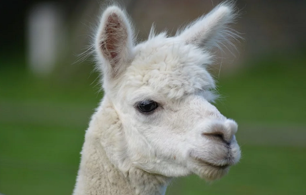 alpaca