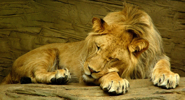 come dormono gli animali 